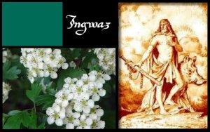 Ingwaz (ELEMIAH VOYANCE 08 99 96 90 99)